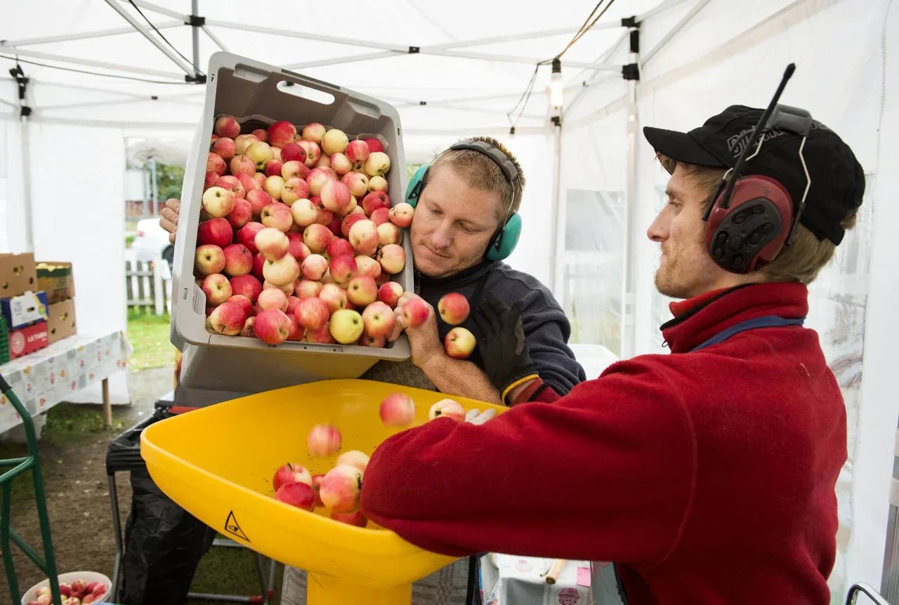 Hur gör man äppelmust? Hela processen från äpple till must - Sundsvalls Musteri